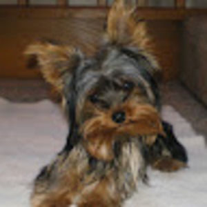 Meet your Posher, Tinyfurbaby